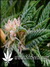 Cotton Candy fem - феминизированные семена конопли от Delicious Seeds