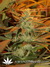 Cotton Candy fem - феминизированные семена конопли от Delicious Seeds