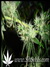 Cotton Candy fem - феминизированные семена конопли от Delicious Seeds
