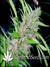 Cotton Candy fem - феминизированные семена конопли от Delicious Seeds