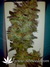 Cotton Candy fem - феминизированные семена конопли от Delicious Seeds