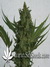 Critical Haze fem - феминизированные семена конопли от Resin Seeds