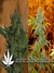 Critical Haze fem - феминизированные семена конопли от Resin Seeds