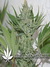 Critical Haze fem - феминизированные семена конопли от Resin Seeds