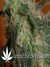 Critical Jack Herrer fem - феминизированные семена конопли от Delicious Seeds