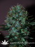 Critical Jack Herrer fem - феминизированные семена конопли от Delicious Seeds
