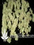 Critical Jack Herrer fem - феминизированные семена конопли от Delicious Seeds
