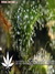 Critical Jack Herrer fem - феминизированные семена конопли от Delicious Seeds