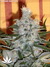 Critical Jack Herrer fem - феминизированные семена конопли от Delicious Seeds