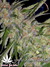 Critical Jack Herrer fem - феминизированные семена конопли от Delicious Seeds