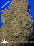 Critical Jack Herrer fem - феминизированные семена конопли от Delicious Seeds