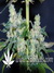 Critical Neville Haze fem - феминизированные семена конопли от Delicious Seeds