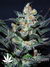 Critical Neville Haze fem - феминизированные семена конопли от Delicious Seeds