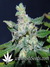 Critical Neville Haze fem - феминизированные семена конопли от Delicious Seeds
