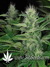 Dark Delight fem - семена конопли от Dutch Passion