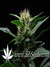 Dark Delight fem - семена конопли от Dutch Passion