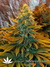 Dark Delight fem - семена конопли от Dutch Passion