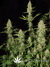 Delahaze Fem - семена конопли от Paradise Seeds