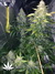 Delahaze Fem - семена конопли от Paradise Seeds