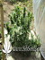 Delahaze Fem - семена конопли от Paradise Seeds