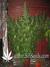 Delahaze Fem - семена конопли от Paradise Seeds