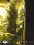 Delahaze Fem - семена конопли от Paradise Seeds