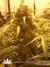 Delahaze Fem - семена конопли от Paradise Seeds