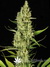 Delahaze Fem - семена конопли от Paradise Seeds