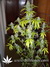 Delahaze Fem - семена конопли от Paradise Seeds