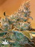 Delahaze Fem - семена конопли от Paradise Seeds