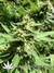 Delahaze Fem - семена конопли от Paradise Seeds