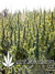 Delahaze Fem - семена конопли от Paradise Seeds