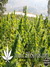 Delahaze Fem - семена конопли от Paradise Seeds