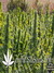 Delahaze Fem - семена конопли от Paradise Seeds