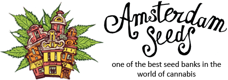 Amsterdam Seeds