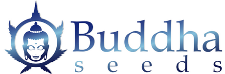 Buddha Seeds