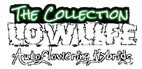 Lowlife Seeds