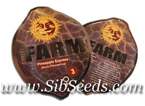 Семена конопли в оригинальной упаковке от Barneys Farm Seeds