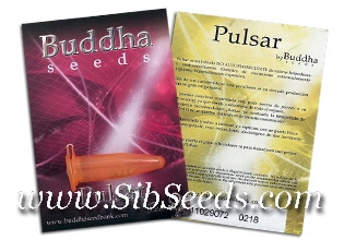 Семена конопли в оригинальной упаковке от Buddha Seeds