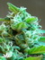 Domina Haze fem - феминизированные семена конопли от Kannabia Seeds