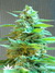 Domina Haze fem - феминизированные семена конопли от Kannabia Seeds
