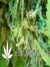 Domina Haze fem - феминизированные семена конопли от Kannabia Seeds