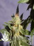 Dr. Jekill fem - феминизированные семена конопли от Kannabia Seeds