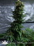 Dr. Jekill fem - феминизированные семена конопли от Kannabia Seeds