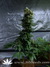 Dr. Jekill fem - феминизированные семена конопли от Kannabia Seeds
