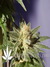 Dr. Jekill fem - феминизированные семена конопли от Kannabia Seeds