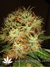 Durban Poison fem - семена конопли от Dutch Passion