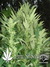 Durban Poison fem - семена конопли от Dutch Passion