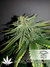 Durban Poison fem - семена конопли от Dutch Passion