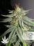 Durban Poison fem - семена конопли от Dutch Passion
